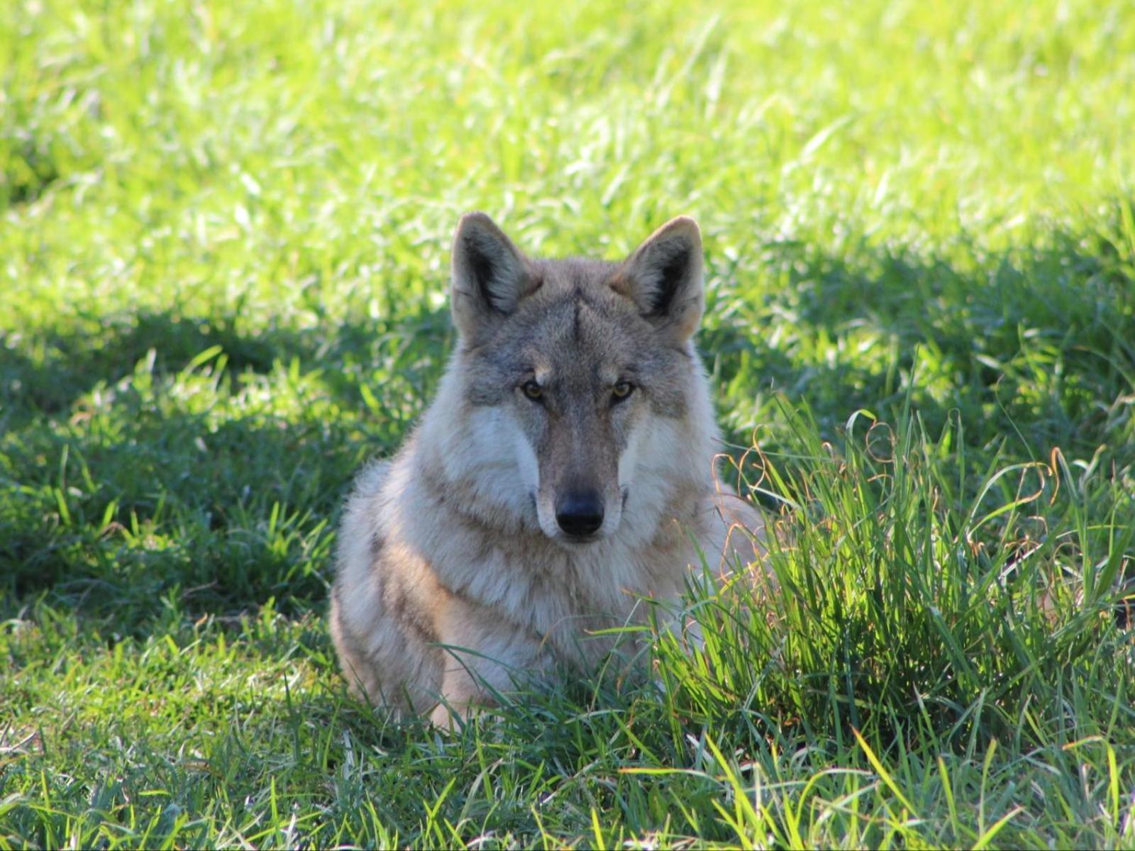 Tsitsikamma Wolf Sanctuary Eco Cabins & Teepees Stormsrivier Exterior foto