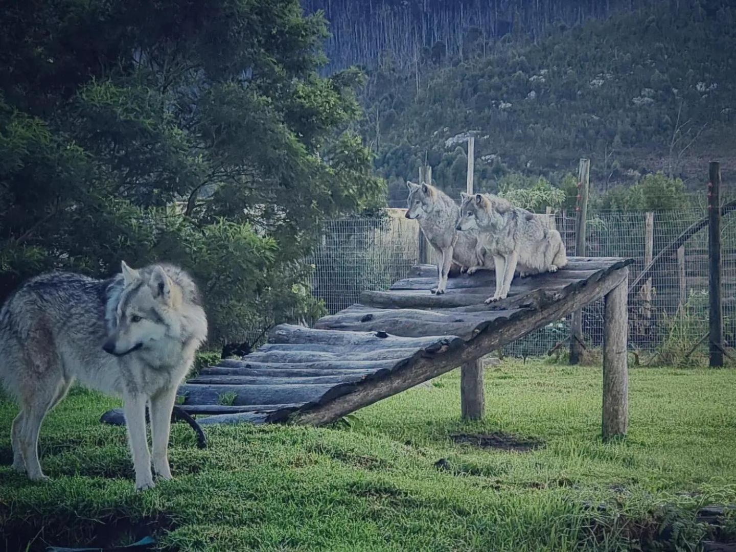 Tsitsikamma Wolf Sanctuary Eco Cabins & Teepees Stormsrivier Exterior foto