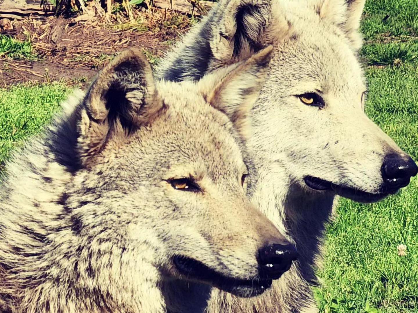 Tsitsikamma Wolf Sanctuary Eco Cabins & Teepees Stormsrivier Exterior foto