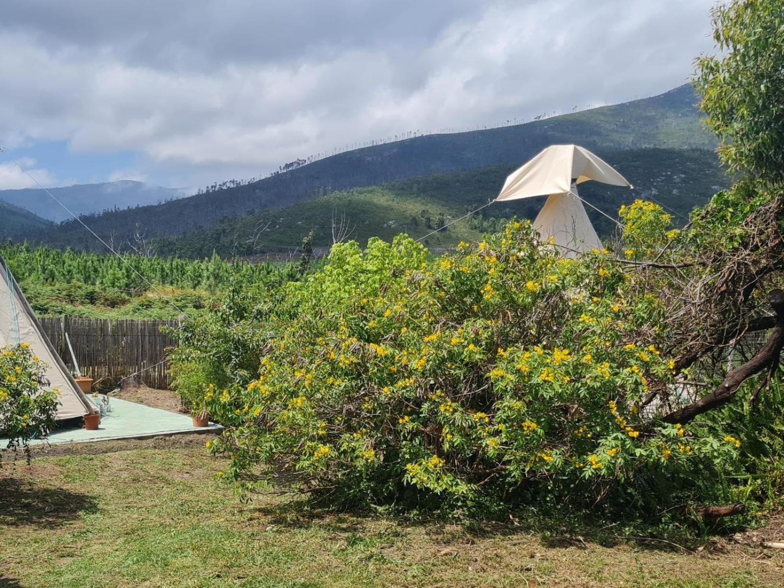 Tsitsikamma Wolf Sanctuary Eco Cabins & Teepees Stormsrivier Zimmer foto